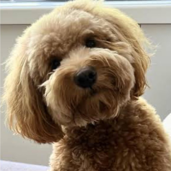 Meet your Posher, Lisa - Picture 1 of 2